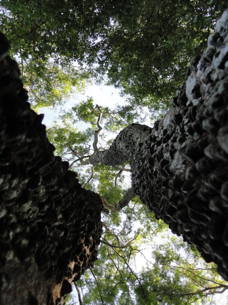 Looking up the trunks of two large trees into the forest canopy