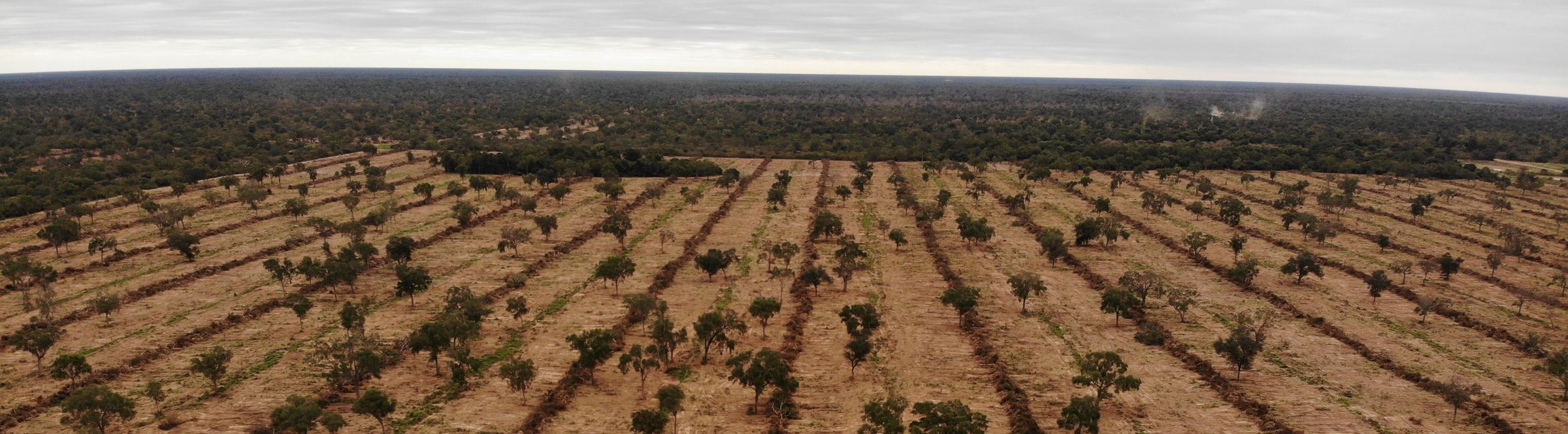 Recent deforestation and land clearing to prepare new cattle pastures.