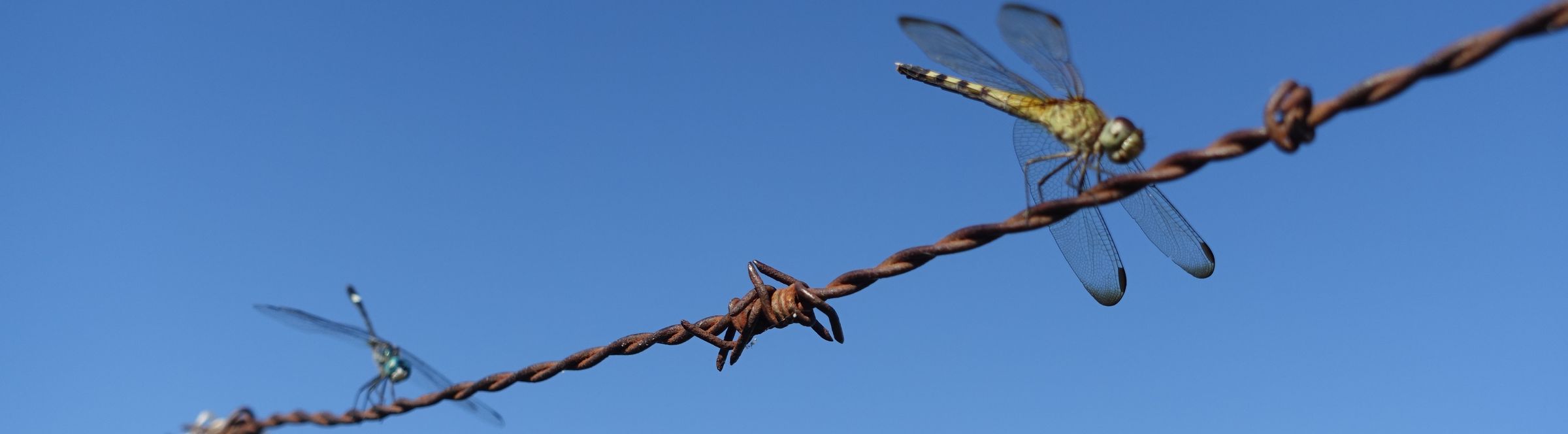 Two dragonflies perched on a strand of rusted barbed wire running corner to corner across a clear blue sky.