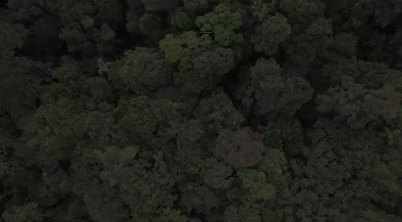 Aerial video looking straight down over unbroken forest canopy, playing muted and looping behind the homepage hero.
