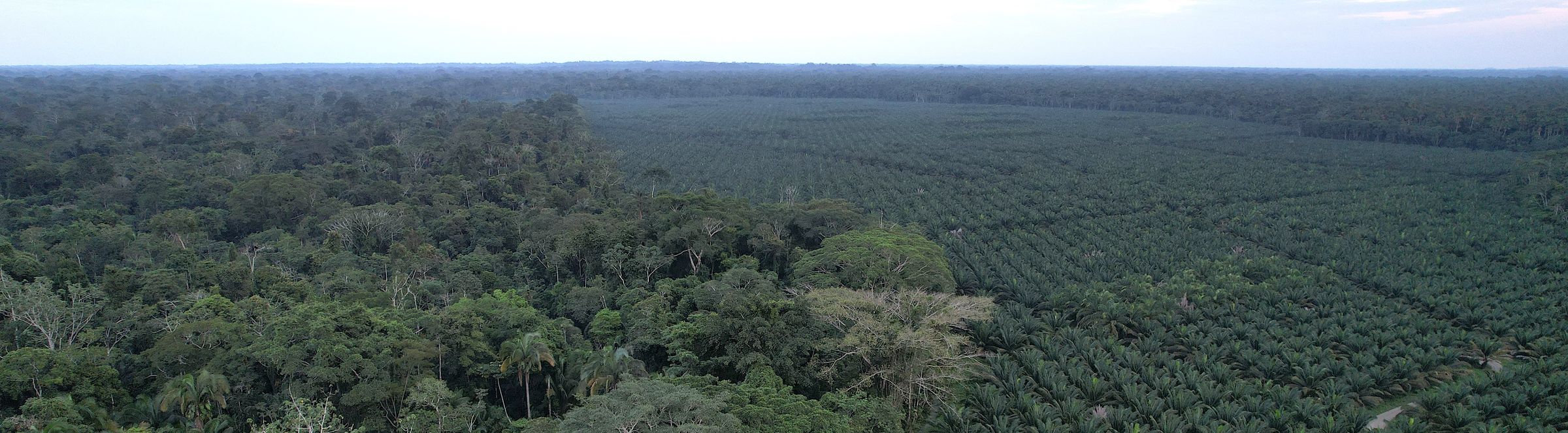 A forest frontier: where palm production and the forest meet in Sucumbíos Province, Ecuador.