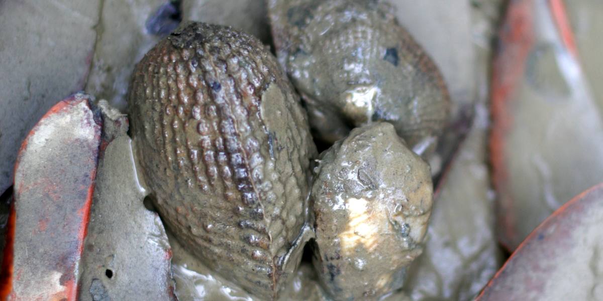Three piangüa clams half-buried in wet mangrove mud among fallen leaves.