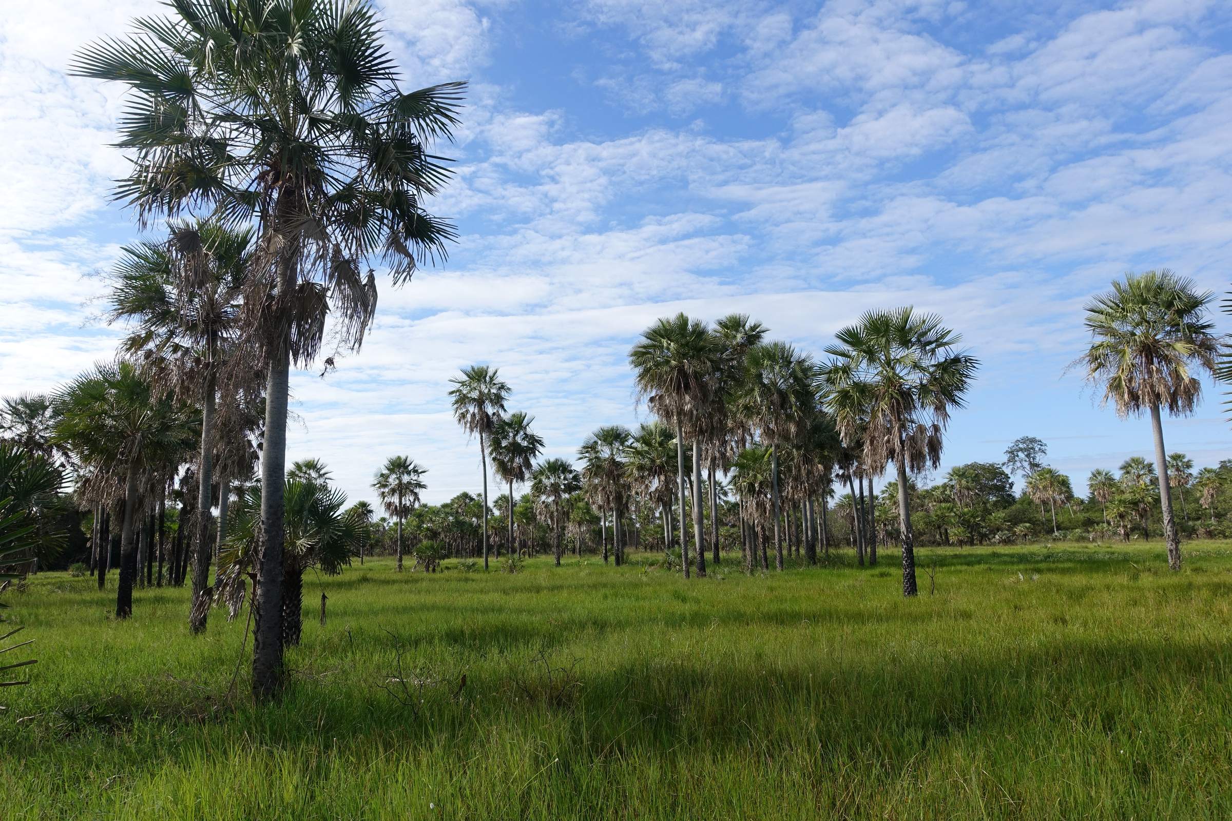 Karanda'y palms standing singly and in stands across open grassland, under a high sky of broken cloud.