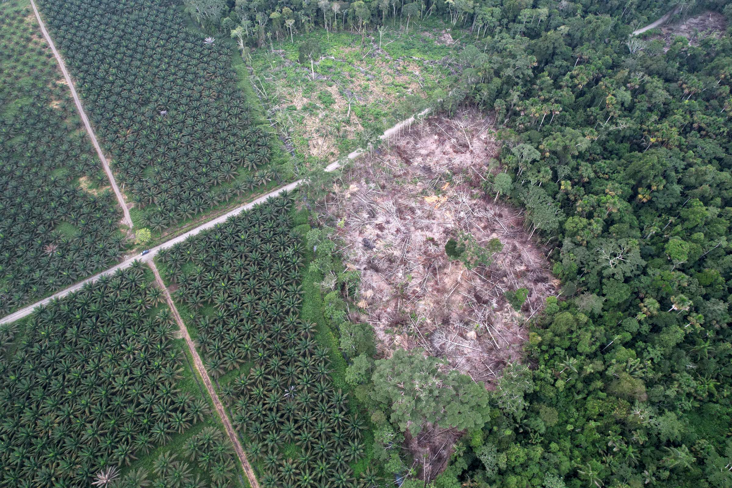 Aerial view of a frontier: oil palm planted in ranks on one side of a road, freshly cleared ground scattered with felled trunks in the middle, and standing forest on the other side.